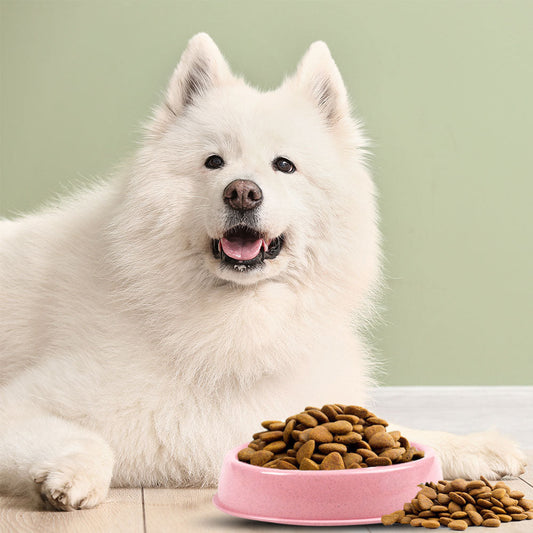 Pet's Feeding Bowl Easy Clean Cute Plastic Bowl No-Spill Food Water Feeder